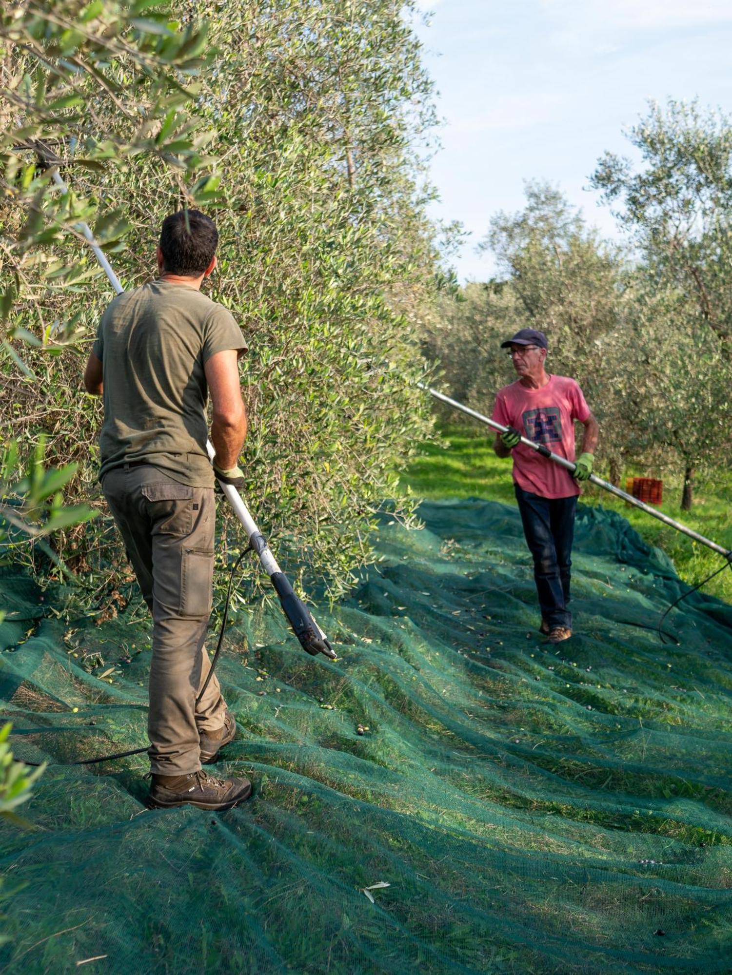 Podere Le Mezzelune Bibbona Εξωτερικό φωτογραφία